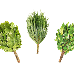 Сауна бърка