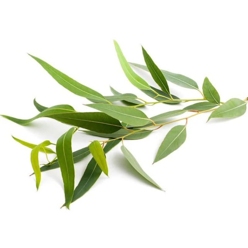 SENTIOTEC Аромат за парна сауна концентрат, евкалипт 5л